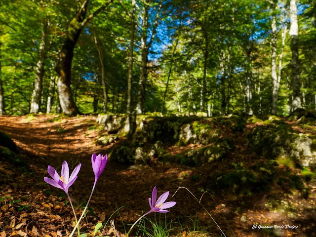 Alava, Laberinto del Arno, crocus del hayedo, por El Guisante Verde Project