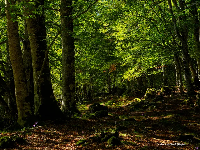 Alava, Laberinto del Arno, bosque de hayas, por El Guisante Verde Project