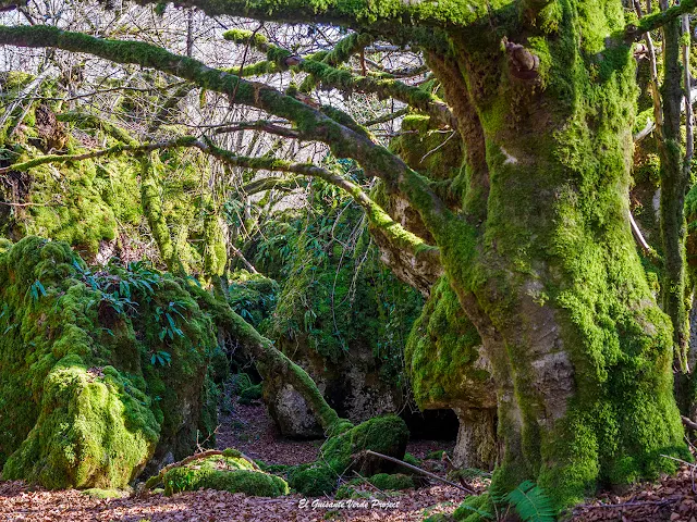 Alava, Laberinto de Katarri, por El Guisante Verde Project