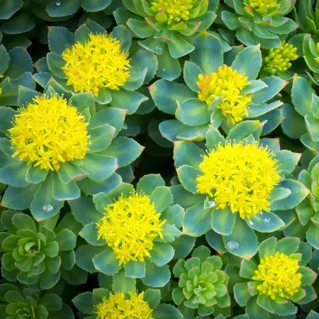 Rhodiola