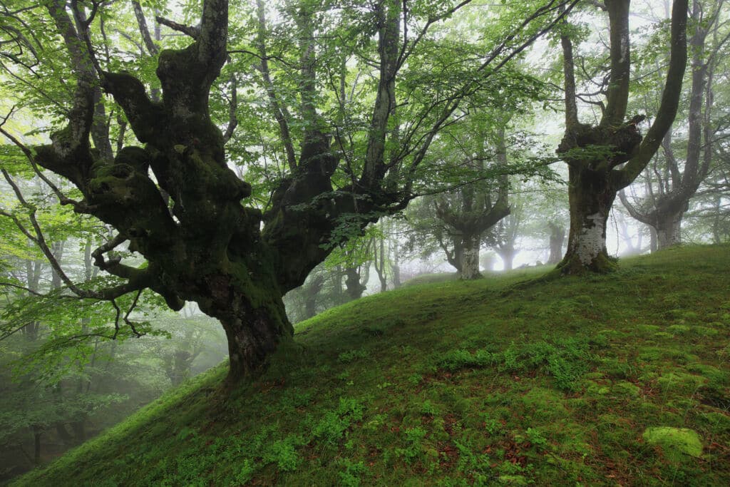 Hayedo de Belaustegi. Por inakibo.