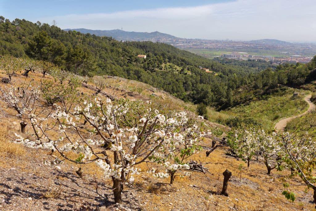 Cerezos en flor en una ladera con una mezcla de hierba seca y follaje verde, con vistas a un valle boscoso y a una ciudad lejana bajo un cielo despejado. Un sinuoso camino de tierra recorre el lado derecho.
