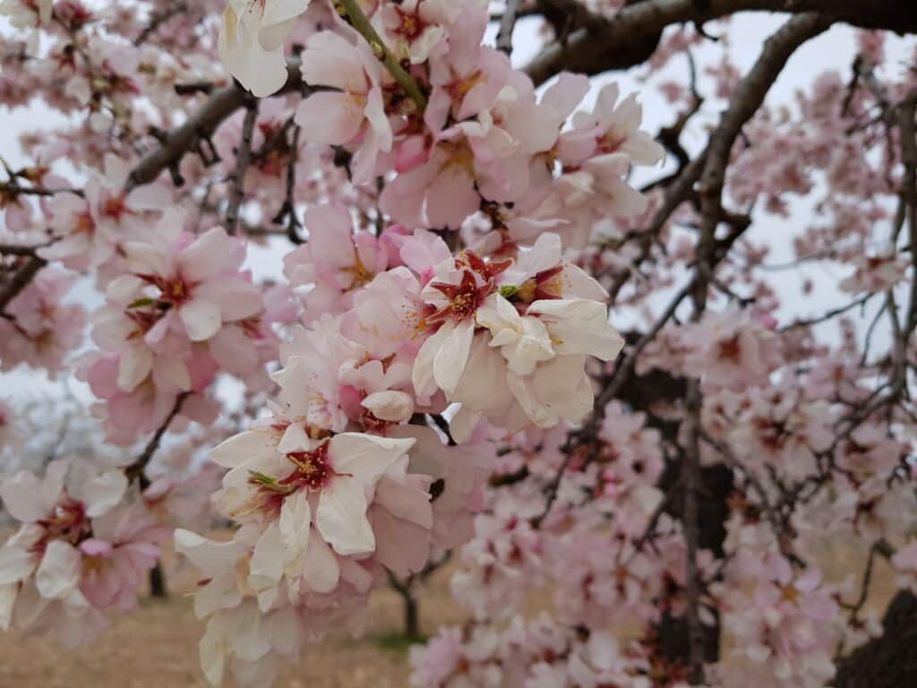 Floración del almendro. Por Julia Peraire.