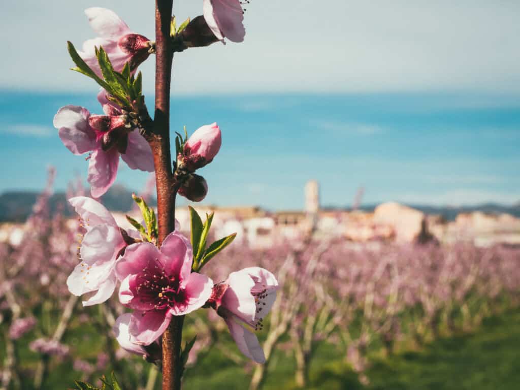 Melocotonero en flor en Ribera del Ebro. Por MANEL FERRANDO.