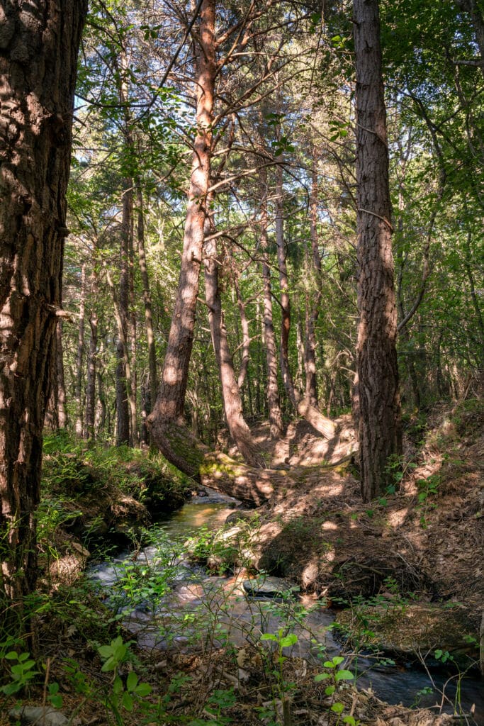 Un estrecho arroyo serpentea a través de un frondoso bosque iluminado por el sol, con altos árboles y densa maleza que proyectan sombras moteadas, una escena atractiva para quienes buscan tranquilas experiencias de turismo rural.