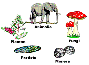 los-5-reinos-de-la-biodiversidad