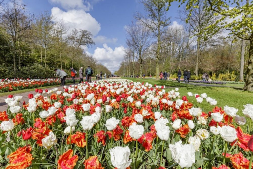 El tulipán, la flor más preciada de Holanda