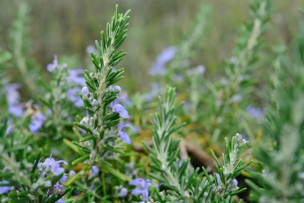para que sirve el romero