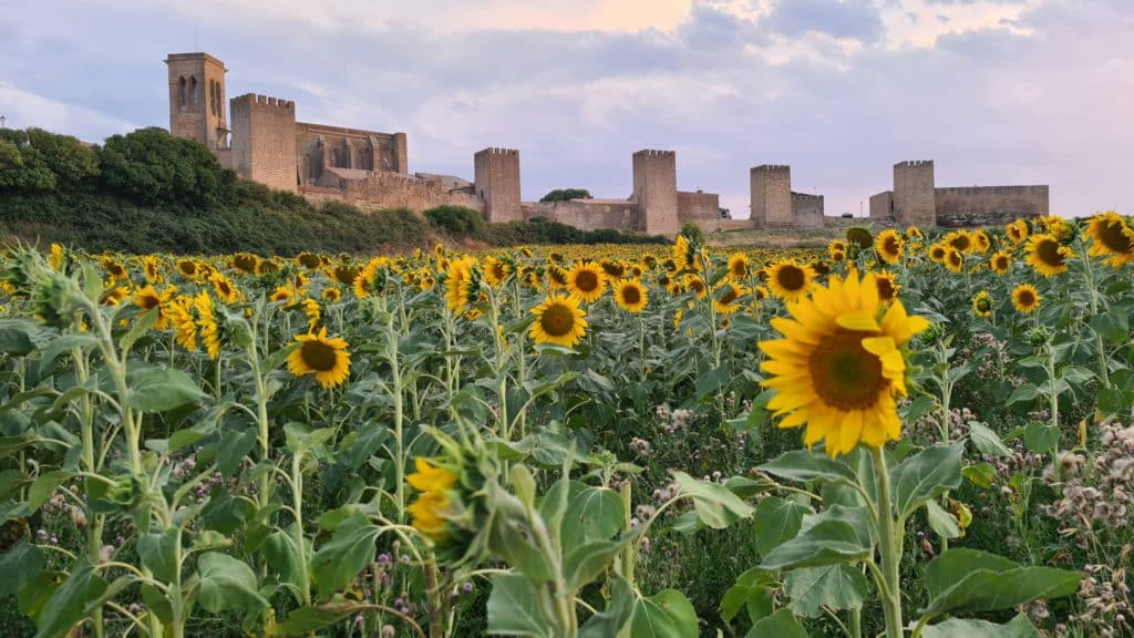 Un campo de girasoles en flor se extiende frente a una histórica fortaleza de piedra con torres y murallas bajo un cielo parcialmente nublado al atardecer.