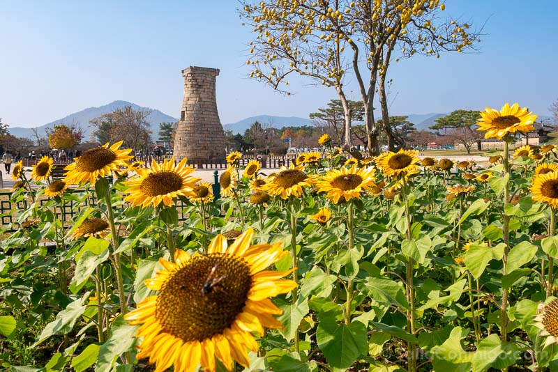 Que Ver en Gyeongju Cheomseongdae Girasoles