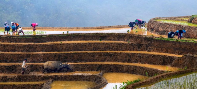 Arrozales de Longji en China