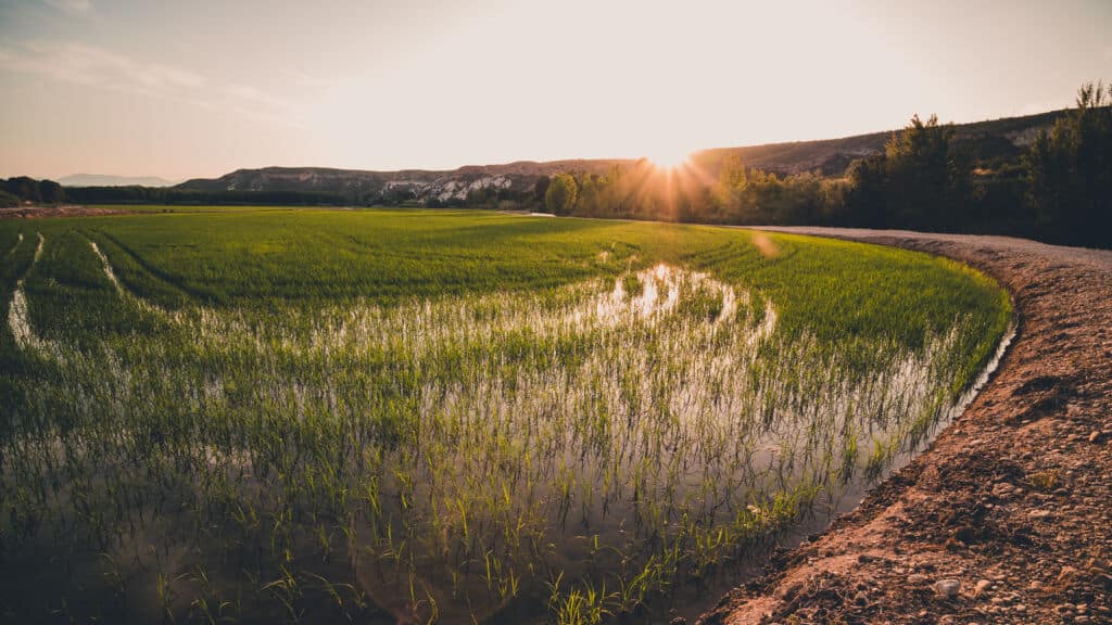 Terrazas de arroz en Calasparra, Murcia. Por RaMGoN
