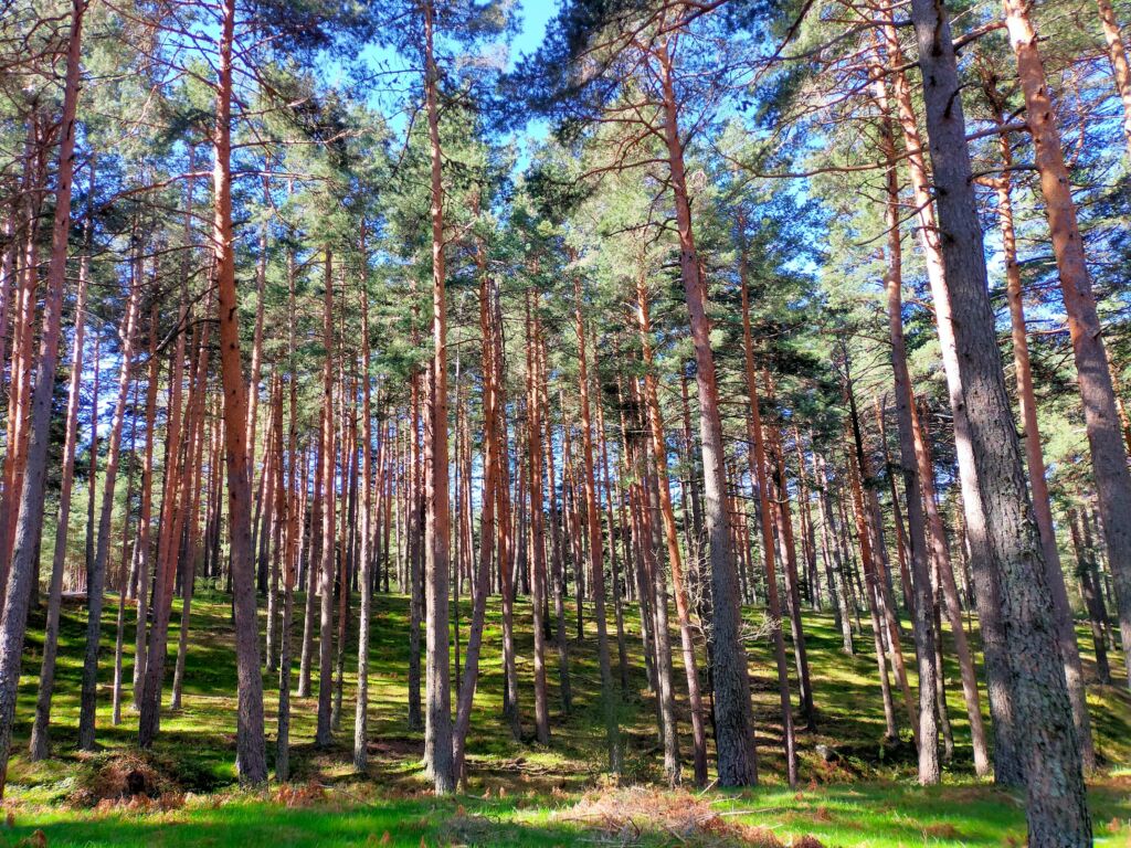 Pinar de Valsaín. Por MCAH.