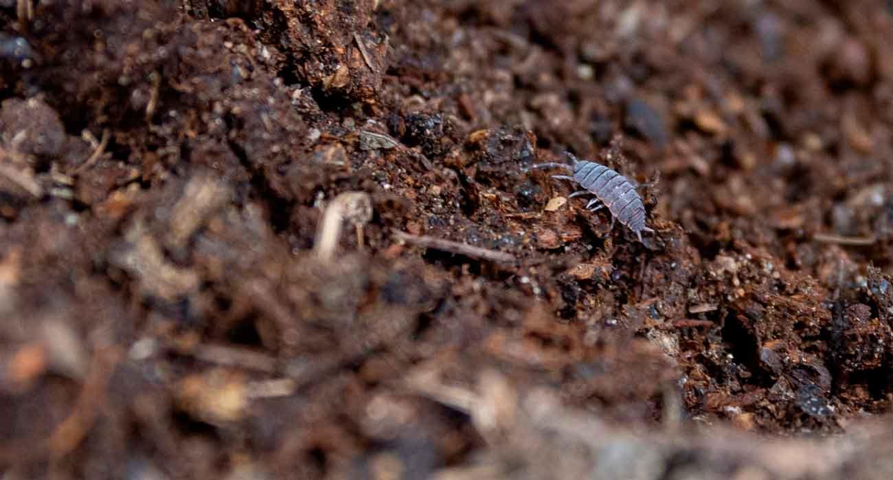 microorganismos del suelo que protegen cultivos y salud