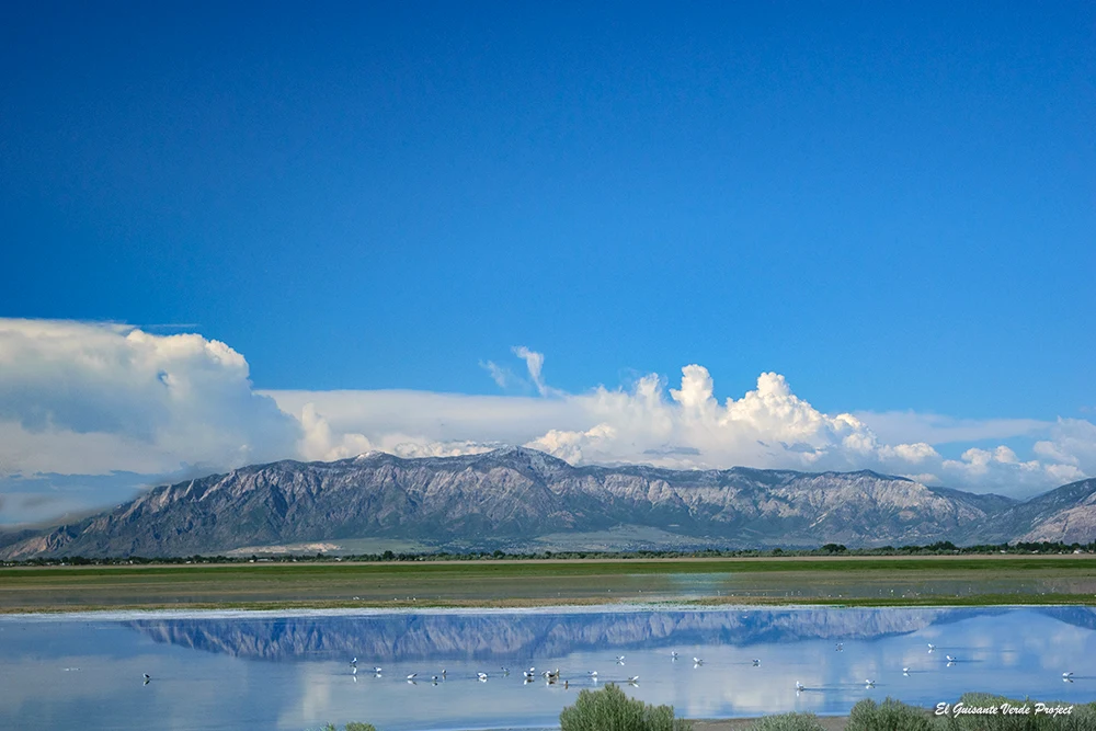 Isla Antílope, aves acuáticas sobre el Gran Lago Salado - Utah, por El Guisante Verde Project
