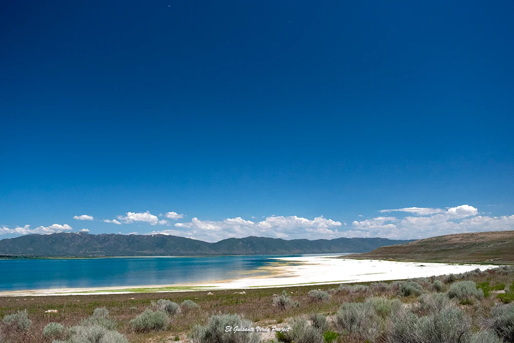 Isla Antílope, vegetación - Utah, por El Guisante Verde Project