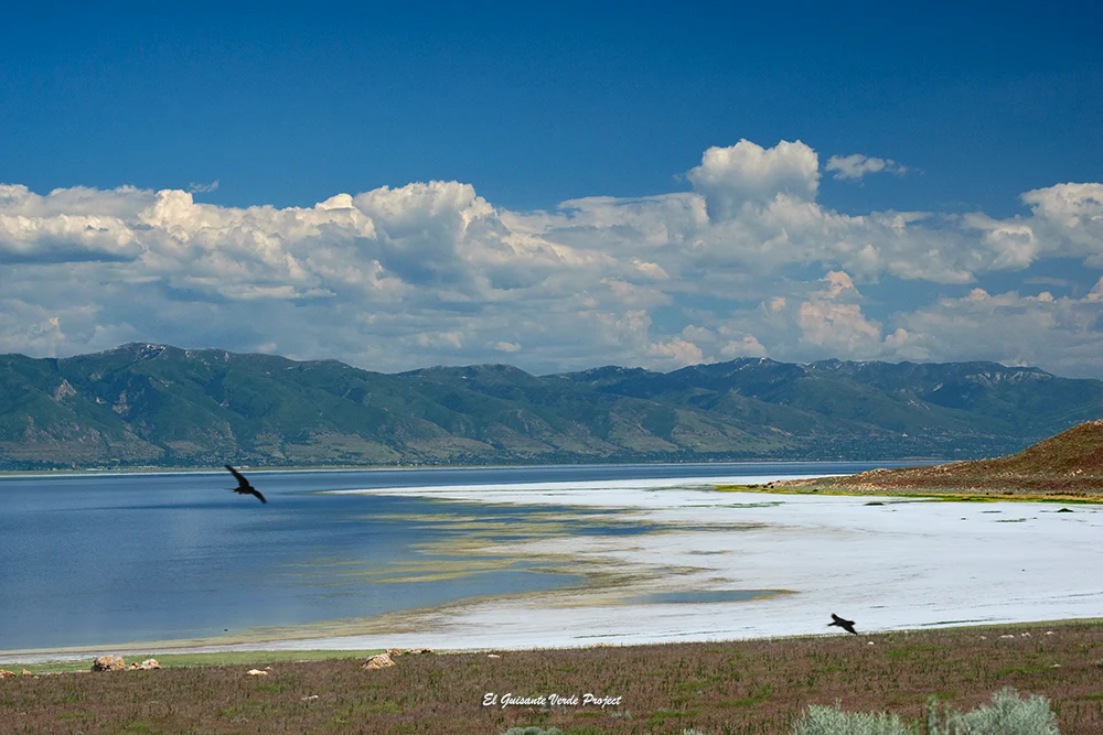 Isla Antílope, aves en vuelo - Utah, por El Guisante Verde Project