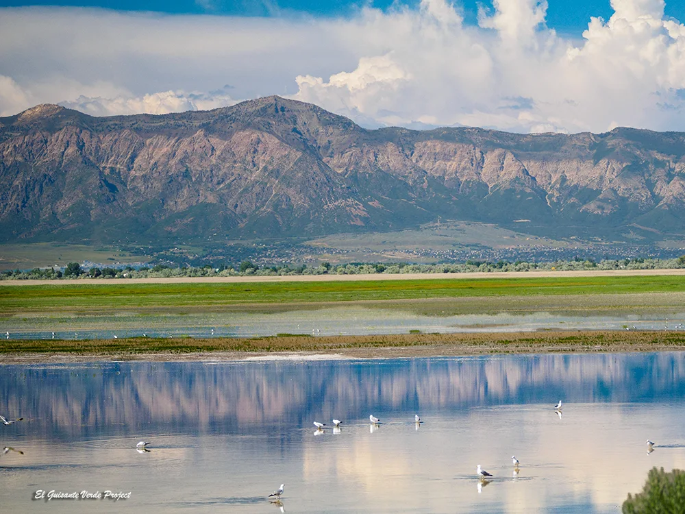 Antelope Island y Great Salt Lake, gaviotas - Utah, por El Guisante Verde Project