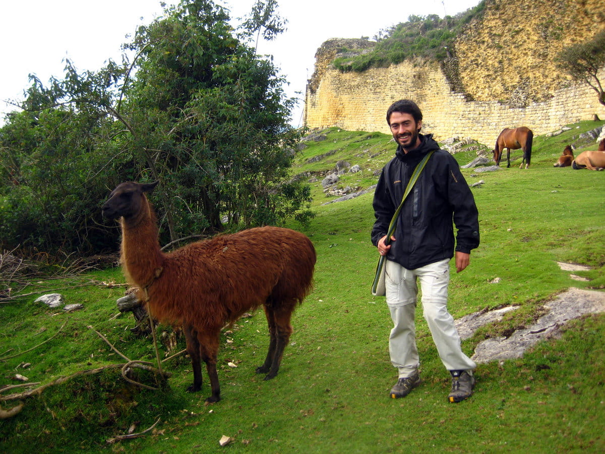 Lamas en Kuelap en Perú