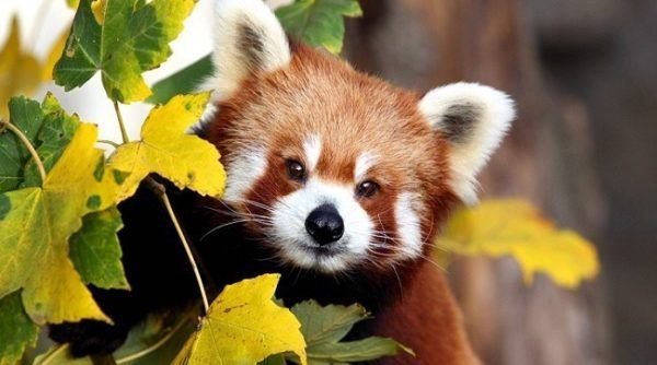 flora fauna