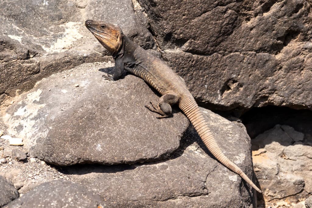 Lagarto gigante en la isla de Gran Canaria. Por EKH-Pictures
