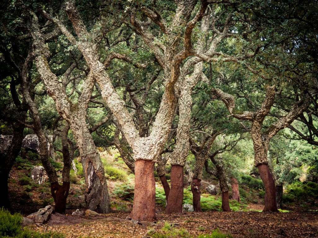 Parque Natural de Los Alcornocales, entre Cádiz y Málaga. Por Algecireño