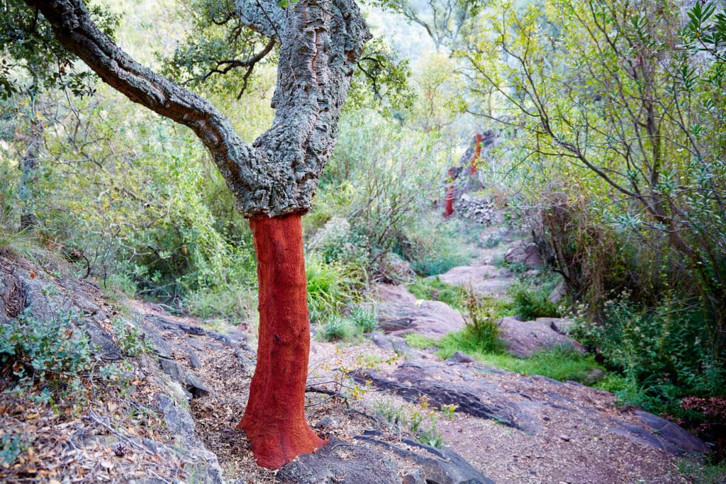 Un alcornoque tras la saca del corcho, en verano, en la Sierra del Espadán (Castellón). Por lunamarina