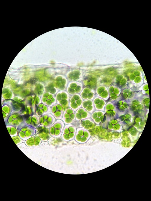 IStock cloroplastos