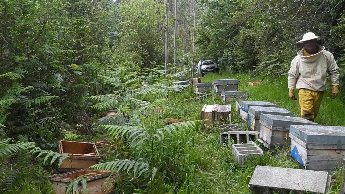 osos pardos cerca de colmenas en Oviedo