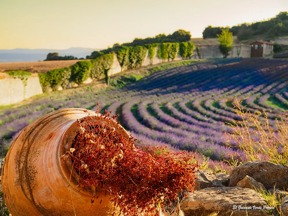 Campo de lavanda del Granero de San Francisco - Santa Gadea del Cid, por El Guisante Verde Project