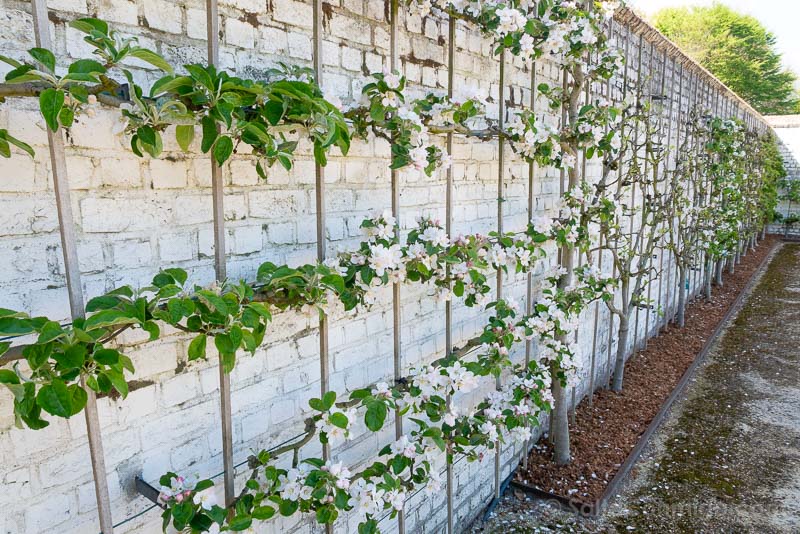 Que Ver Cerca de Bruselas Castillo Gaasbeek Jardin Frutales Espaldera
