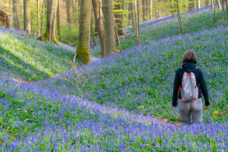 Que Ver Cerca de Bruselas Bosque Soignes Jacintos Sara
