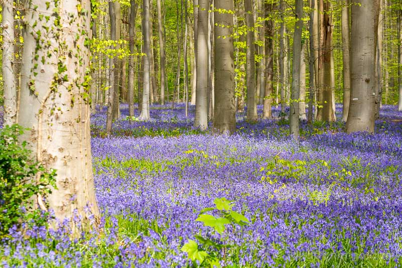 Que Ver Cerca de Bruselas Halle Hallerbos Manto Morado