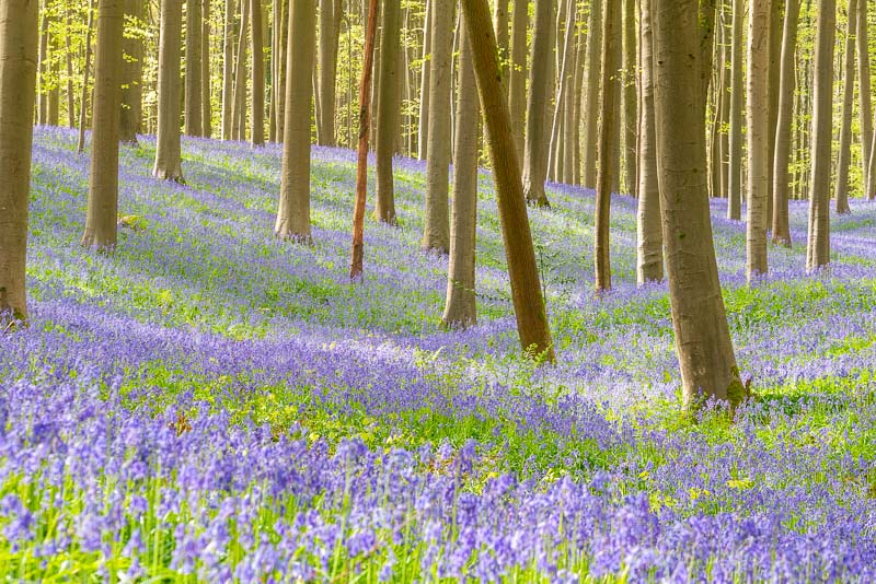 Que Ver Cerca de Bruselas Halle Hallerbos Jacintos