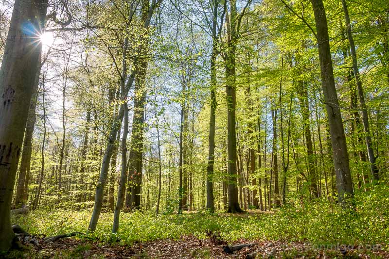 Que Ver Cerca de Bruselas Bosque Soignes
