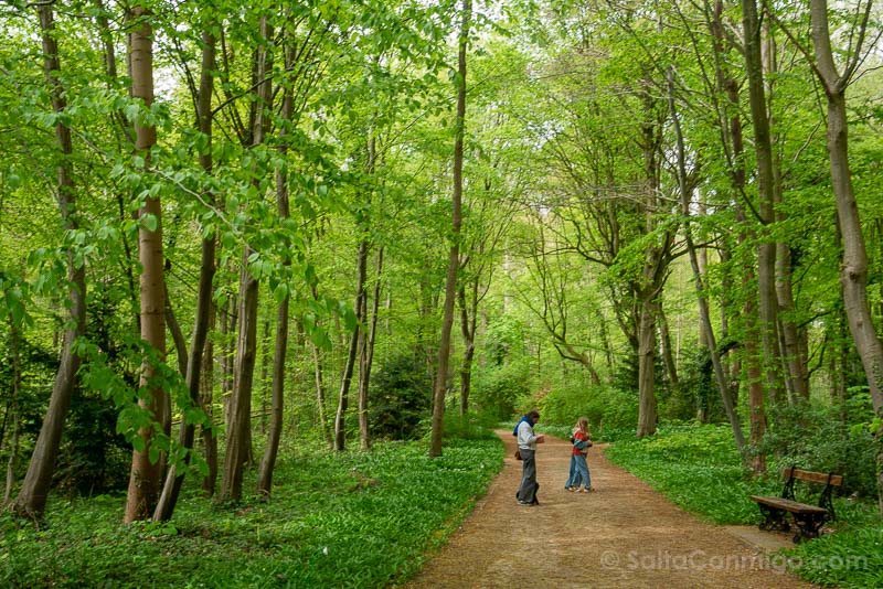 Que Ver Cerca de Bruselas Jardin Botanico Meise Bosque