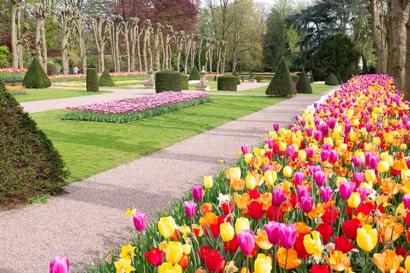 Floralia Brussels Castillo Groot-Bijgaarden Tulipanes Color