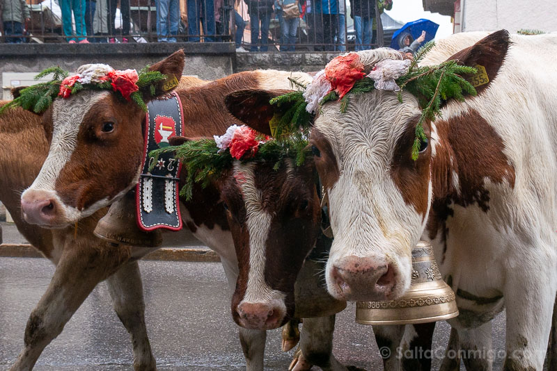 Desalpe de Charmey Vacas Frente