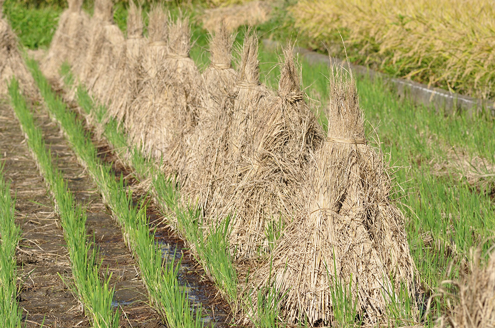 Dried rice straw
