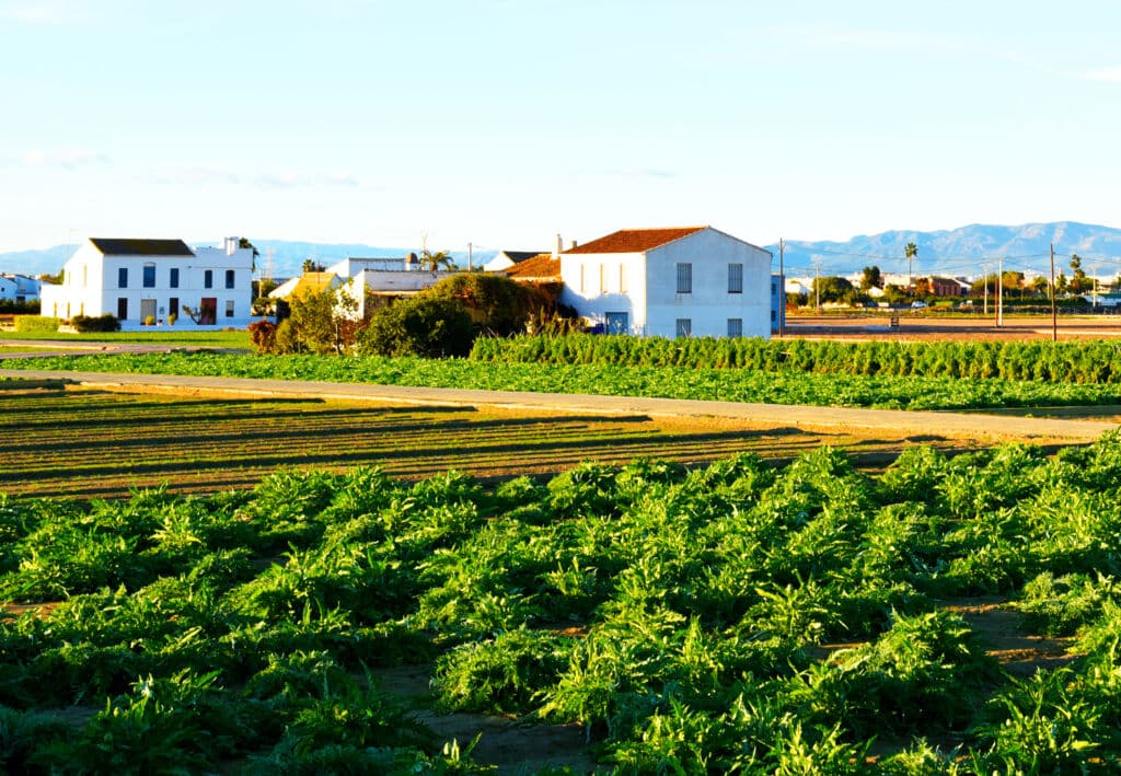 Campos de cultivo en Alboraia (Valencia). Por MaxSafaniuk