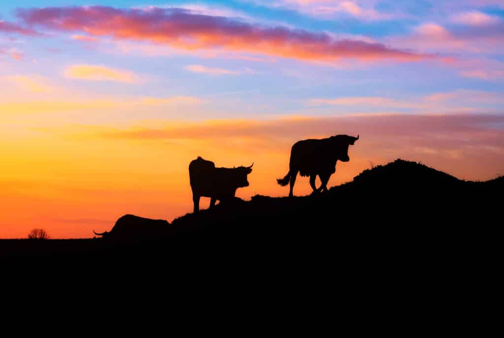 Siluetas de tres vacas de pie en una colina al atardecer, con un colorido cielo con tonos naranja, amarillo, rosa y azul de fondo.