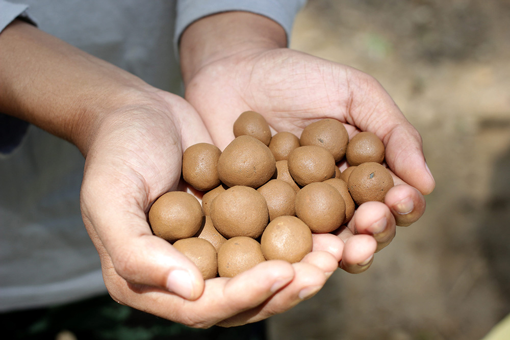 Seed balls made of clay soil and seeds