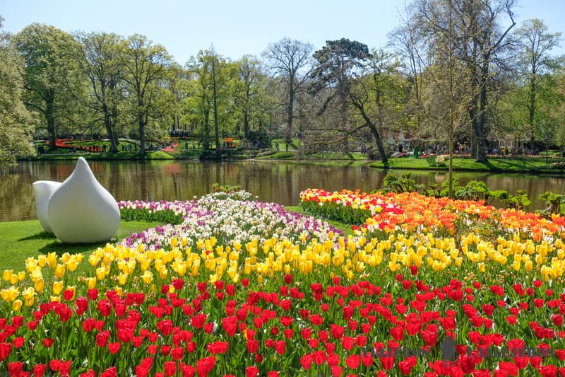 Jardín de tulipanes en los Países Bajos
