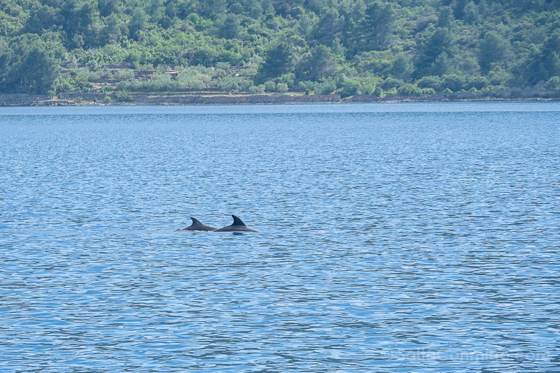 Catamaran Croacia Delfines