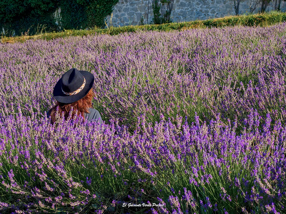 Campo de Lavanda - Granero de San Francisco, Burgos Campo de Lavanda - Granero de San Francisco, Burgos, por El Guisante Verde Project