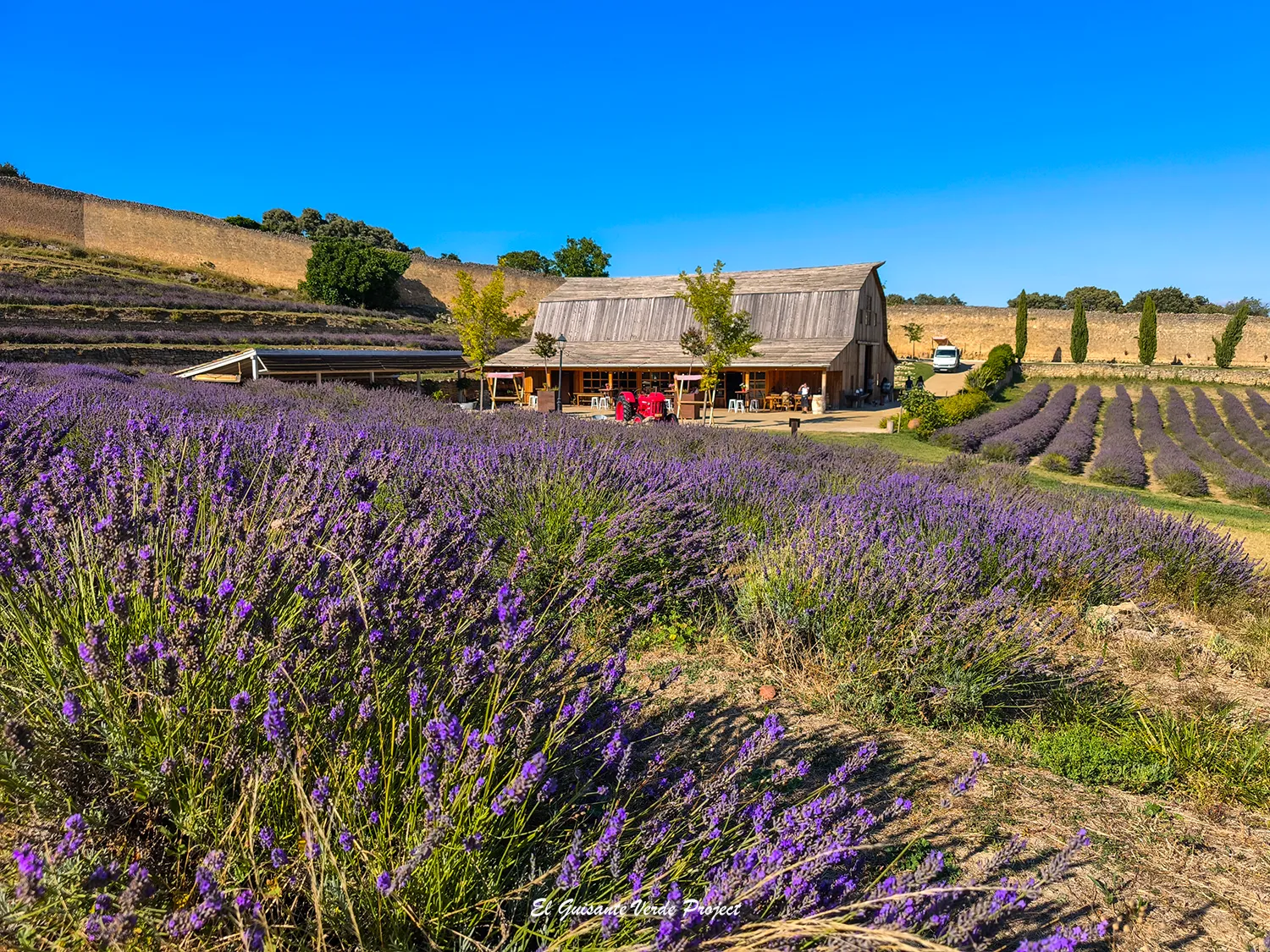 El Granero de San Francisco, plantas de lavanda - Burgos El Granero de San Francisco, plantas de lavanda - Burgos, por El Guisante Verde Project