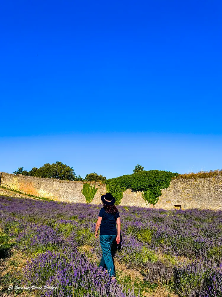 El Granero de San Francisco, caminando entre lavanda - Burgos El Granero de San Francisco, caminando entre lavanda - Burgos, por El Guisante Verde Project