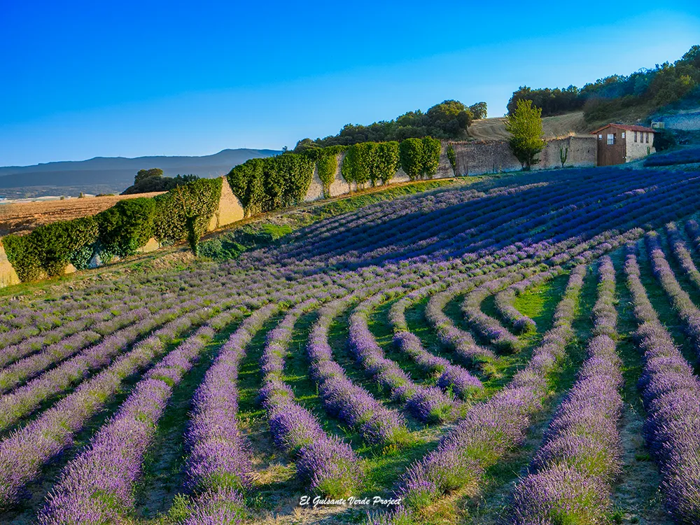 El Granero de San Francisco, vista del campo de lavanda - Burgos El Granero de San Francisco, vista del campo de lavanda - Burgos, por El Guisante Verde Project