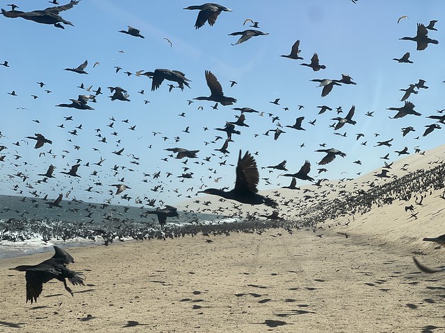 Cormoranes volando en la Baía dos Tigres (Angola)