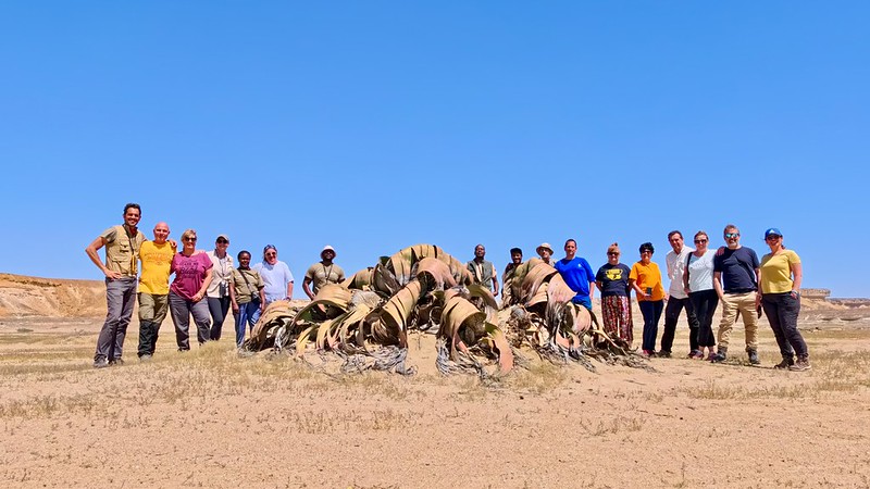 El grupo del viaje ante una Wewitschia Mirabilis en Angola